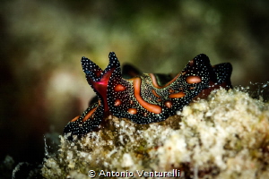 Bedford's flatworm ,named "Persian carpet"..and you can u... by Antonio Venturelli 